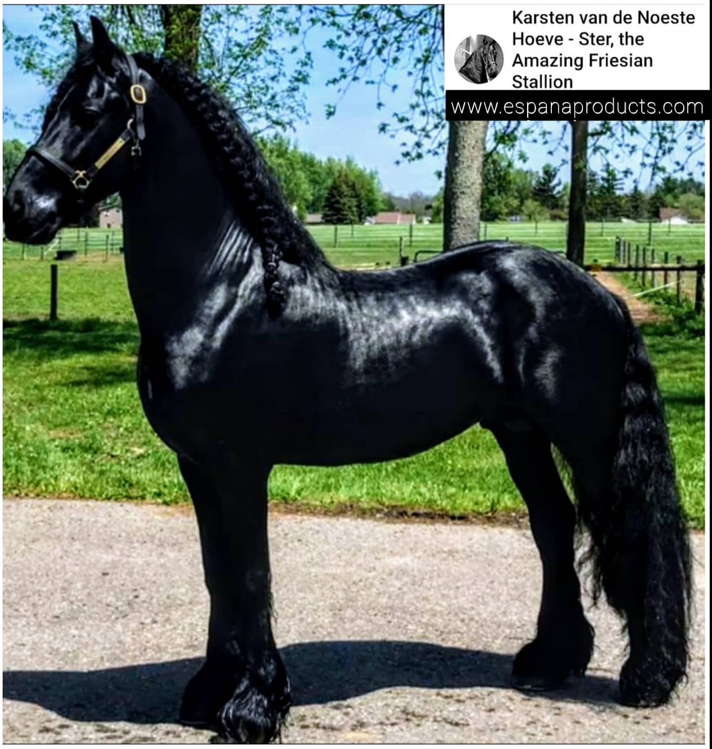 Karsten van de Noeste Hoeve - Friesian Stallion